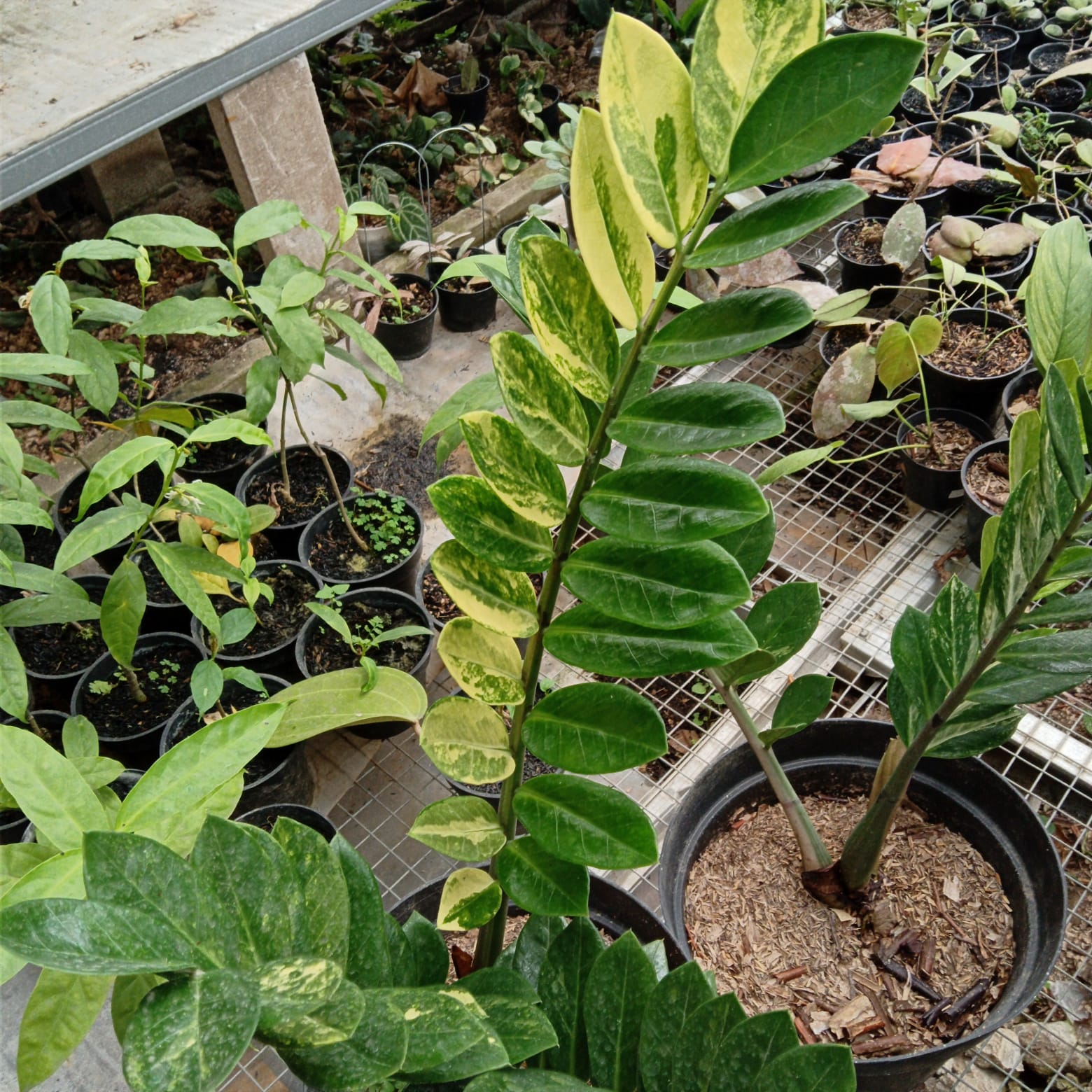 Zamioculcas  OrchidBox Wholesale