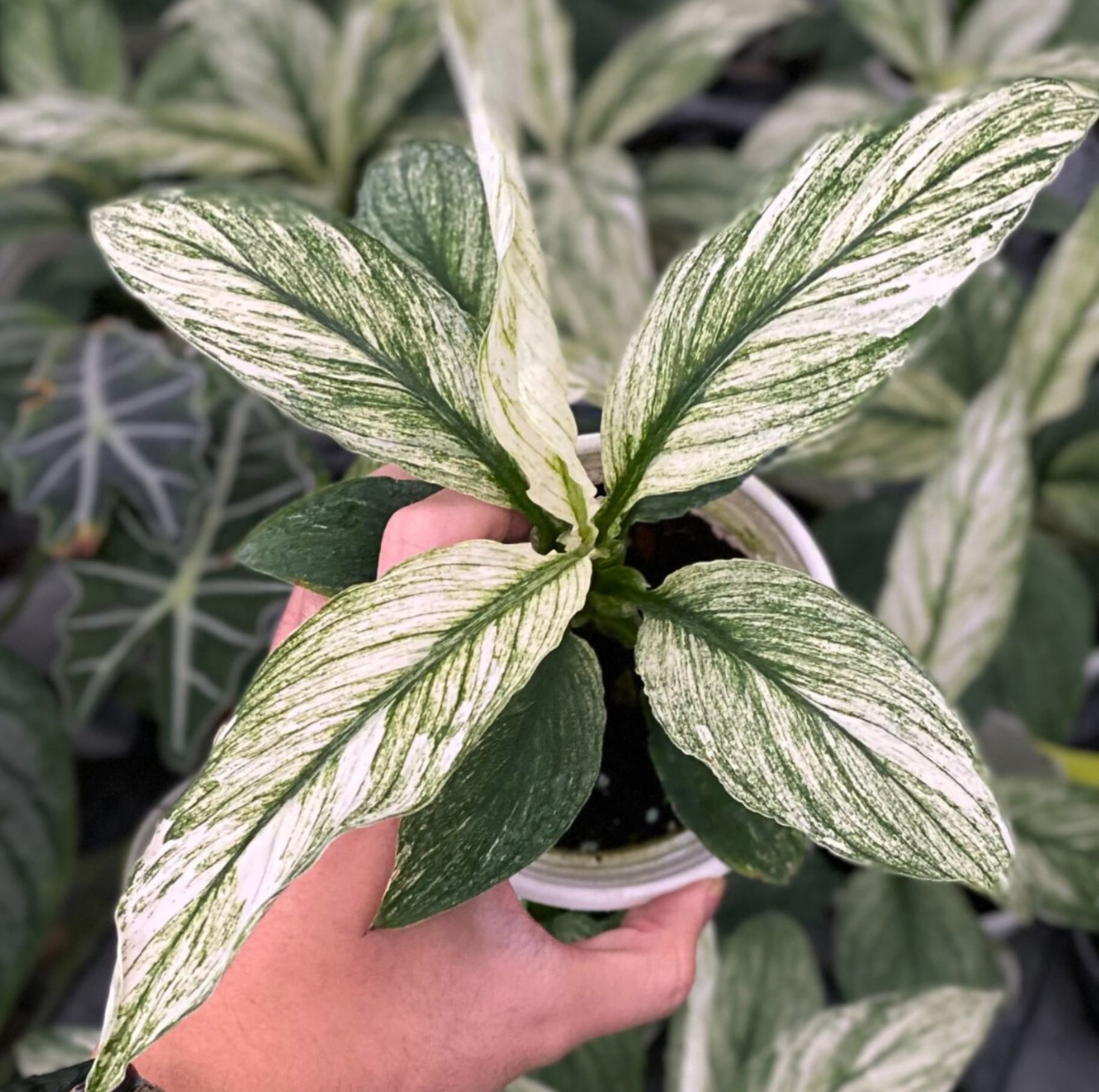 peace lily sensation variegated Spathiphyllum wallisii "Sensation" variegated TC Plantlet *On Hand* – OrchidBox Wholesale