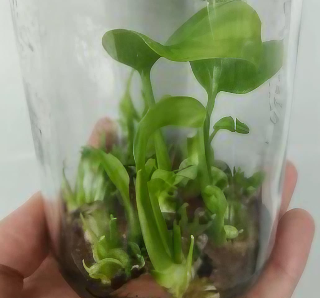 monstera tissue culture for sale Monstera "Bulbasaur" variegated *On Hand* – OrchidBox Wholesale