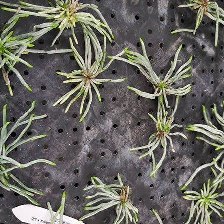 Chiloschista viridiflava × sib bareroot
