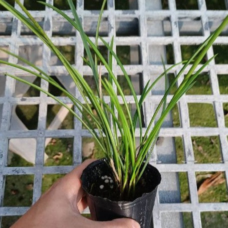 Dendrochilum javieri × sib 2.5"