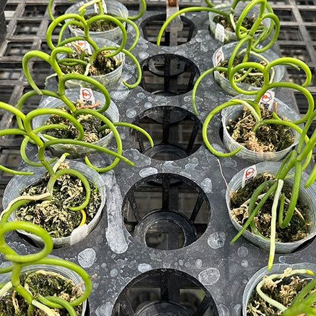 Papilionanthe teres var. alba 'Olympic Rings' 2.5"