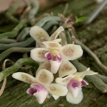 chiloschista parishii var sakura コルク原種 chiloschista parishii chiloschista parishii var sakura コルク原種 chiloschista parishii