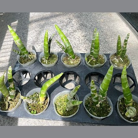 Cycnoches Wine Delight (variation of leaf) 2.5" Fragrant