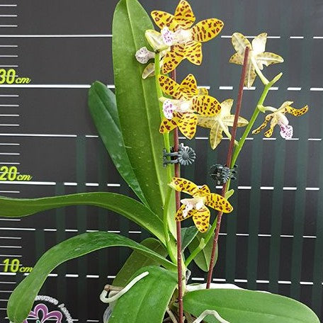 Sedirea japonica × Vandopsis parishii 2.5"