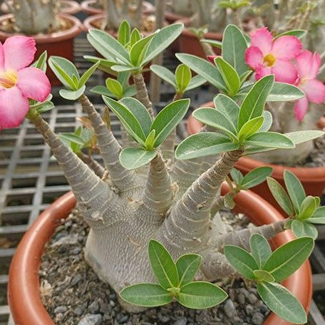 Adenium hotsell arabicum