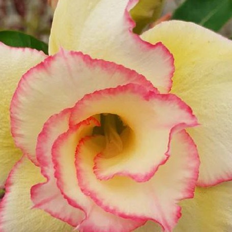 Adenium obesum 'Love' bareroot