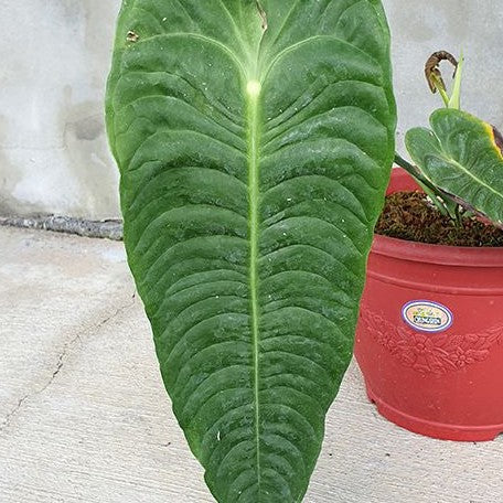 Anthurium veitchii 3.5"