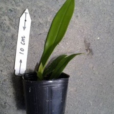 Bulbophyllum longissimum × sib 2.5"