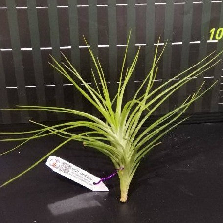 caulescens air plant Tillandsia caulescens bareroot – OrchidBox Wholesale