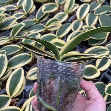 Phalaenopsis Sogo Vivien 'SOGO F858' (variegata) variegated 2.5"