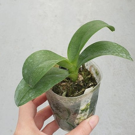 Phalaenopsis Jia Ho Summer Love 2.5" Fragrant