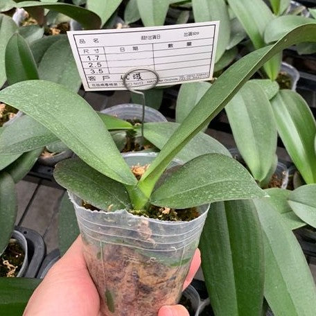 Phalaenopsis Miki Brownie 2.5"