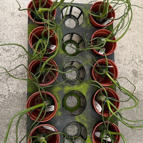 Tillandsia bulbosa bareroot