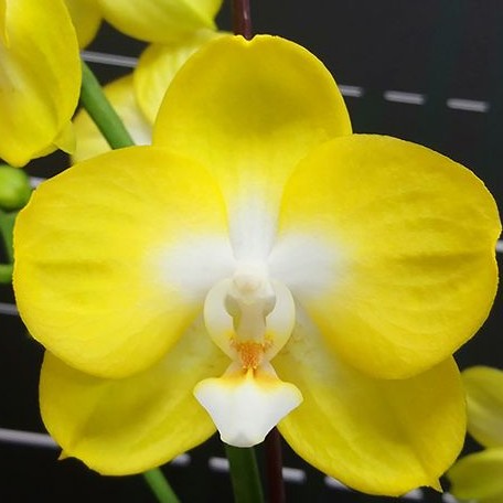 Phalaenopsis Miki Mouse (peloric) 2.5 – OrchidBox Wholesale