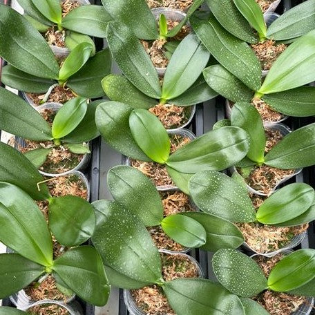 Phalaenopsis Lyndon Mix Zebra '867' 2.5" Fragrant