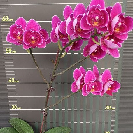 Phalaenopsis Ching Ann Diamond '499' (peloric) 2.5"