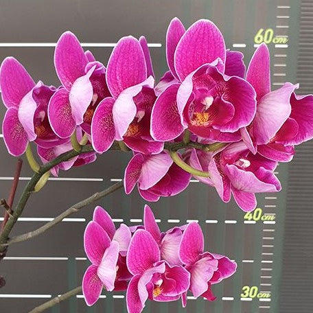 Phalaenopsis Ching Ann Diamond '499' (peloric) 2.5"