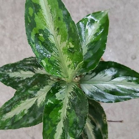 Aglaonema pictum tricolor variegated 2.5