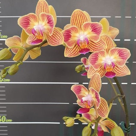 Phalaenopsis Chingruey's Goldstaff '520' (peloric) 2.5"