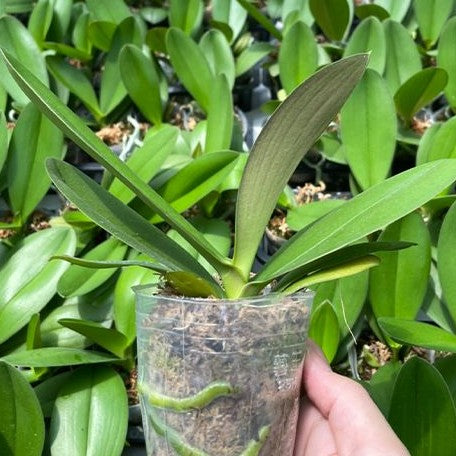 Phalaenopsis Chingruey's Goldstaff '520' (peloric) 2.5"