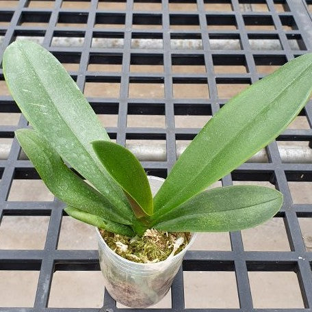 Phalaenopsis Miki Classical Beauty '61' 2.5"