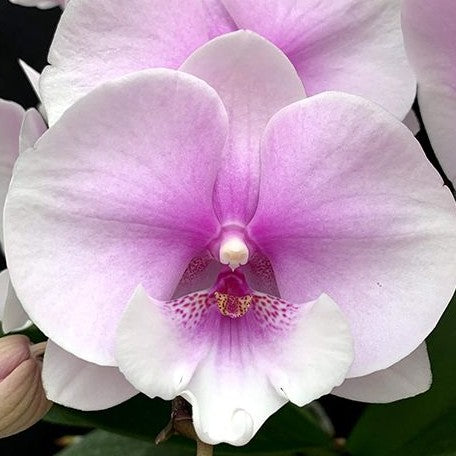 Phalaenopsis (Yu Pin Easter Island × Fusheng's Bridal Dress) × Taida N –  OrchidBox Wholesale