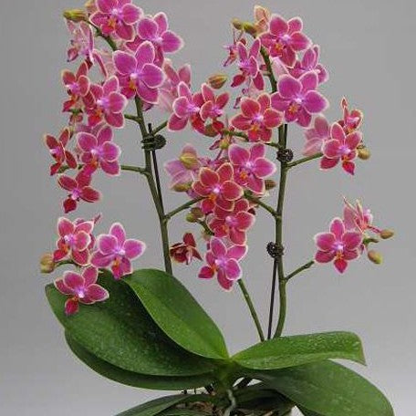 Phalaenopsis Sogo Gotris '1248' 2.5"