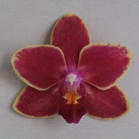 Phalaenopsis Sogo Gotris '1248' 2.5"