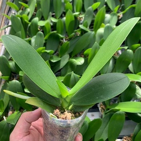 Phalaenopsis Sogo Aerea 2.5"