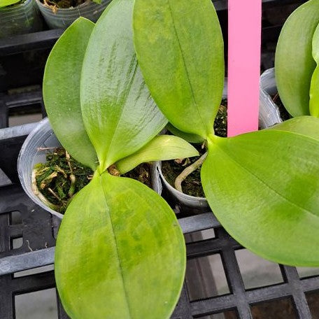 Phalaenopsis KS Redland Spots 2.5" Fragrant