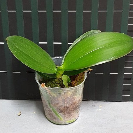 Phalaenopsis Tong Yi Yu Shiou 2.5" Fragrant