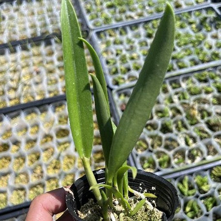 Brassocattleya Air Mososa 'Mickey Mouse' 2.5" Fragrant