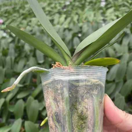 wholesale philodendron plugs Phalaenopsis Younghome Summer (peloric) 2.5" – OrchidBox Wholesale