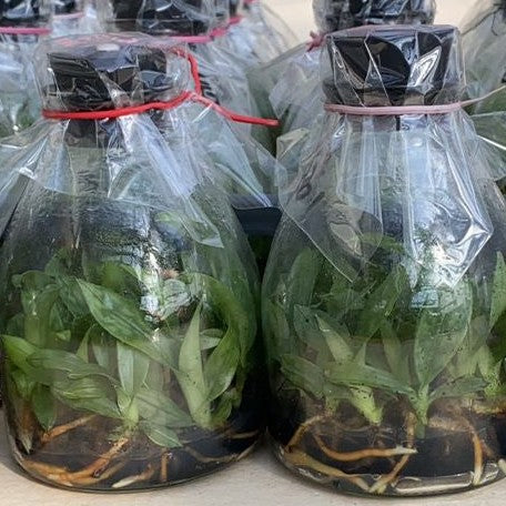 Paphiopedilum Hilo Green × Maudiae flask