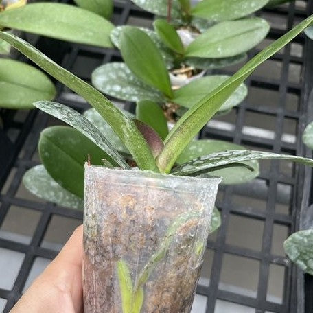 Phalaenopsis Younghome Chocolate '05149' 2.5"