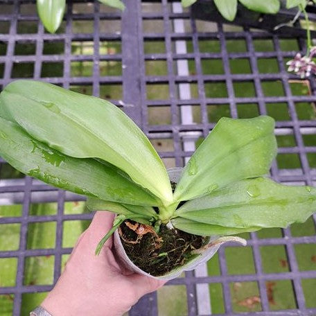 Phalaenopsis speciosa 'Purple Mountain' 2.5" Fragrant