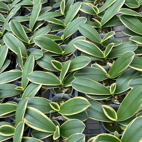 Phalaenopsis Chia E Yenlin (variegata & 2 eyes) variegated 2.5"