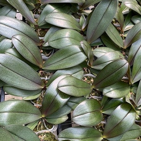 Phalaenopsis KS Balm 'Yellow Chocolate' 2.5" Fragrant