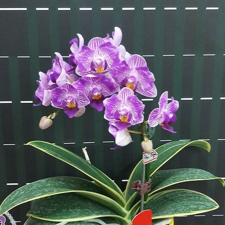 Phalaenopsis Sogo Vivien 'SOGO F858' (variegata & peloric) variegated 2.5"