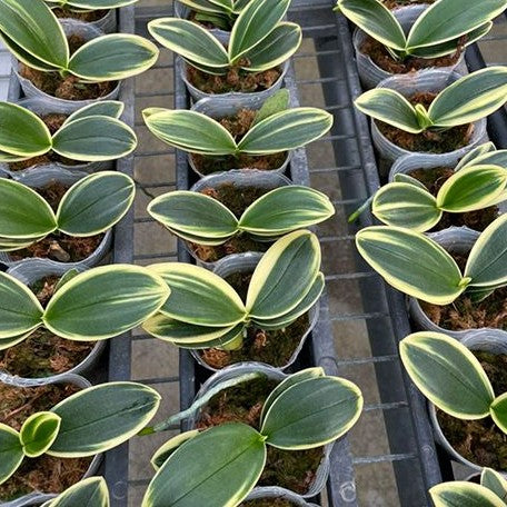 Phalaenopsis Sogo Vivien 'SOGO F858' (variegata & peloric) variegated 2.5"