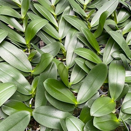 Phalaenopsis Bad Candy 2.5"