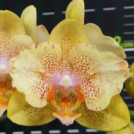 Phalaenopsis Little Emperor '560' (peloric 2 eyes) 2.5"