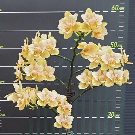 Phalaenopsis Little Emperor '560' (peloric 2 eyes) 2.5"
