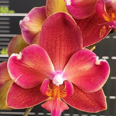 Phalaenopsis Miki Mouse (peloric) 2.5 – OrchidBox Wholesale