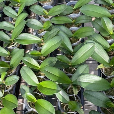 Phalaenopsis Summer Breath (= Sogo Yukidian × Chian Xen Pearl) 2.5"