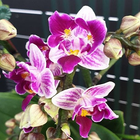 Phalaenopsis Lioulin Grape (peloric 3 lips) 2.5"