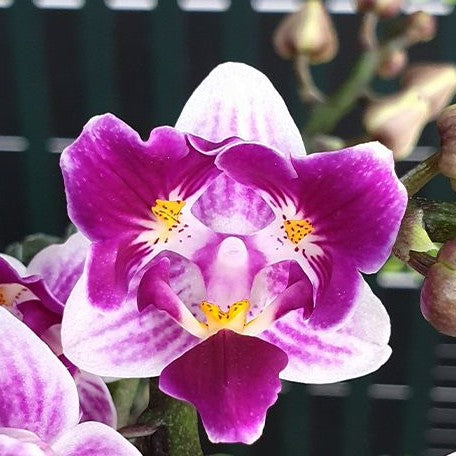 Phalaenopsis Lioulin Grape (peloric 3 lips) 2.5"