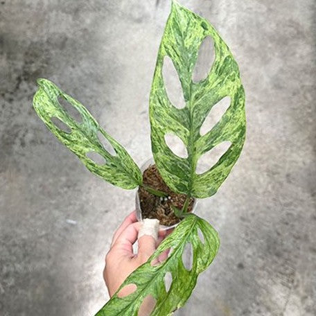 mint variegated monstera adansonii Monstera adansonii Variegated 'Mint' 2.5" – OrchidBox Wholesale