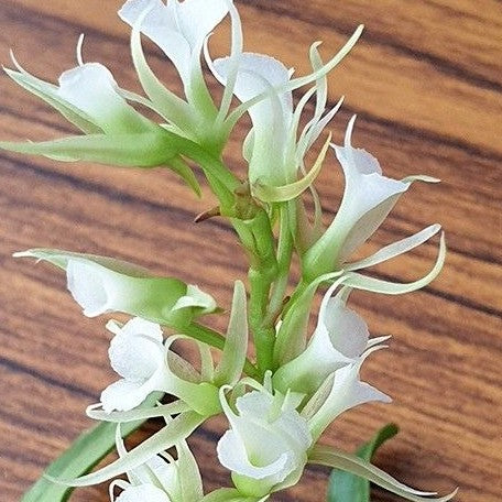 16910447180f28b5d49b3020afeecd95b4009adf4c-.webp